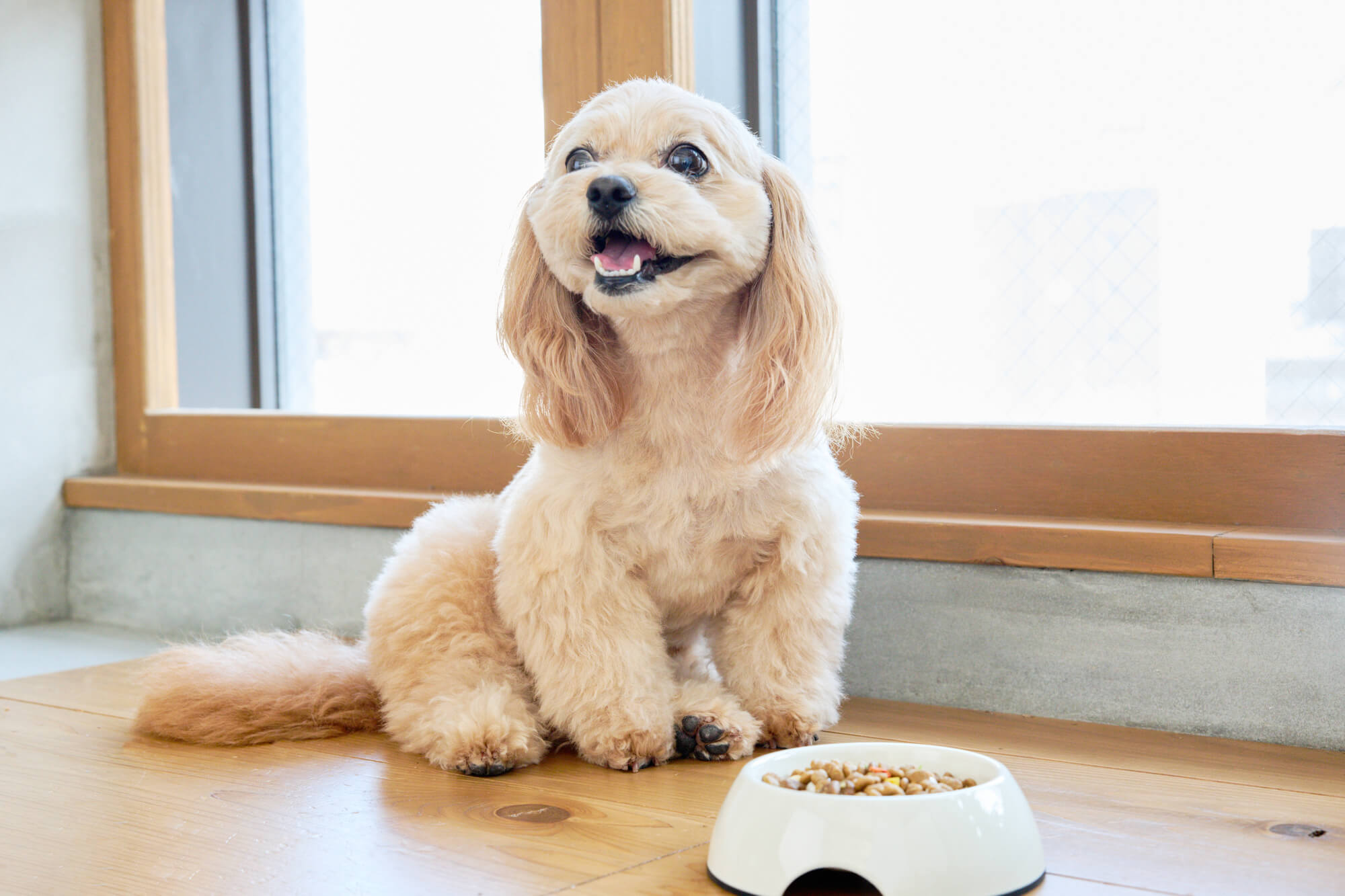 アレルギー対策ドッグフードとは？